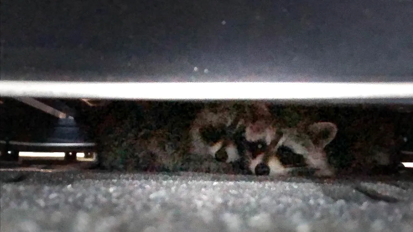 Racoons under Solar Panels